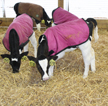 Calves in winter at a Northern NY dairy farm. Photo: NNYADP