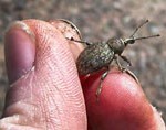 Alfalfa snout beetle