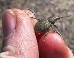 Alfalfa snout beetle.