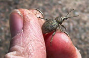 Adult alfalfa snout beetle