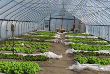 High tunnel filled with winter green crops at Willsboro Research Farm
