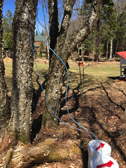 photo of birch trees with tapping lines