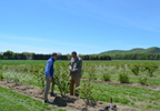 Two men with young juneberry planting at Willsboro Research Farm.