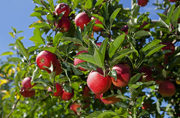 Photo of apples on tree