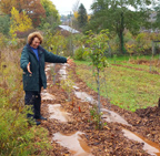 Woman with a newly planted row of honeyberry bushes.