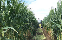 corn field research photo