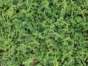 Photo of alfalfa-meadow fescue planting