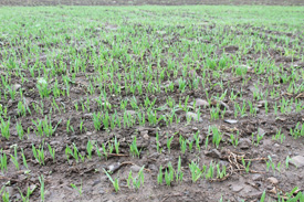 Photo of young malting barley crop