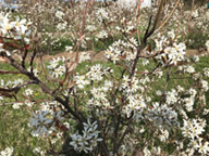 Photo of juneberry bush 