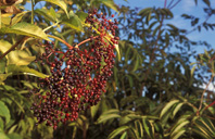 Photo of elderberries