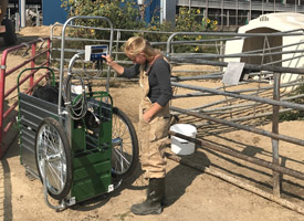 Dairy researcher weighing calf on scale