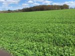 Field lush with alfalfa crop.