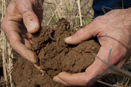 Hands holding soil