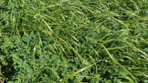 alfalfa-grass crop mix closeup