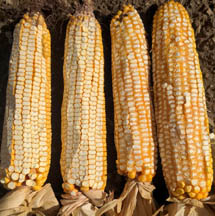 4 ears of corn