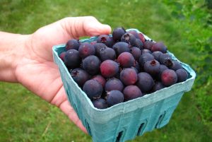 Pint basket of juneberries