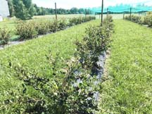 Row of aronia plants