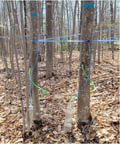 Beech trees with sap collection tubing