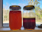 Jars of syrup made from beech trees