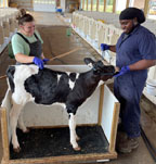 Two people with a dairy calf on a weighing scale.