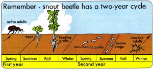 Illustration of alfalfa snout beetle life cycle