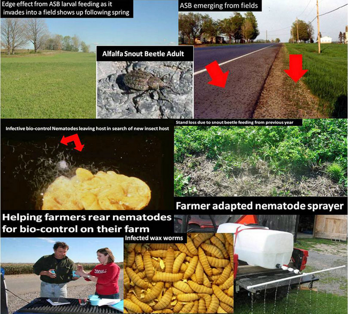 Persistent Biocontrol Nematodes for Pest Management