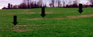 Alfalfa field with barren patches that resemble winterkill but are alfalfa snout beetle damage.