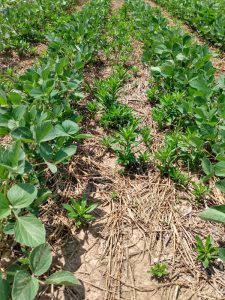 Weed growing between rows of soybean crop