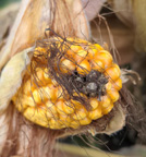 Ear tip of corn protected by VIP3A trait.