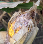 Ear tip of corn damaged by Western bean cutworm