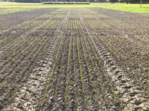 Cereal rye crop 11 days after planting in field.