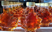 Rows of maple syrup bottles