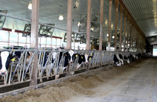 Cows at feeding stations in a neat and clean barn at Miner Institute