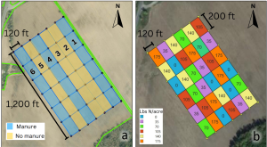 Diagram of layout of six rows of six rates of manure application