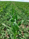 Field of corn inundated with marestail weeds