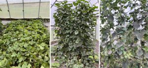 3 melon production systems: untrellised, vertical mesh, vertical double leader