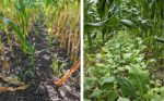 Left: sorghum interseeded with corn; right: kale interseeded with corn in NNYADP 2023 project trial