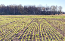 Field showing early crop of cereal rye cover crop