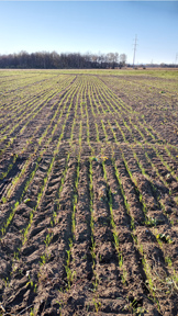 Field two weeks after cereal rye cover crop planted.