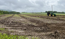 Field showing where tile drainage has been installed