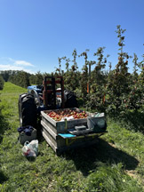 Tractor and wagon bin filled with apples 