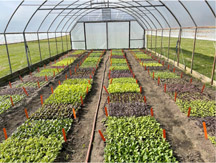 High tunnel filled with different blocks of salad green crops. 