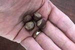 Hand holding 4 fresh-picked hazelnuts