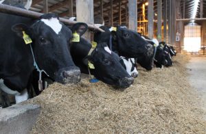 Dairy cows eating silage